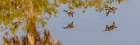 Blue-winged teal fly low across water. Art Print